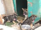 3 Schäferhund Welpen suchen einzeln ein Zuhause